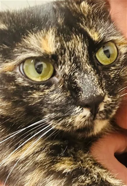 A young medium-sized female Domestic Short Hair cat named Karen for adoption in Dallas, TX