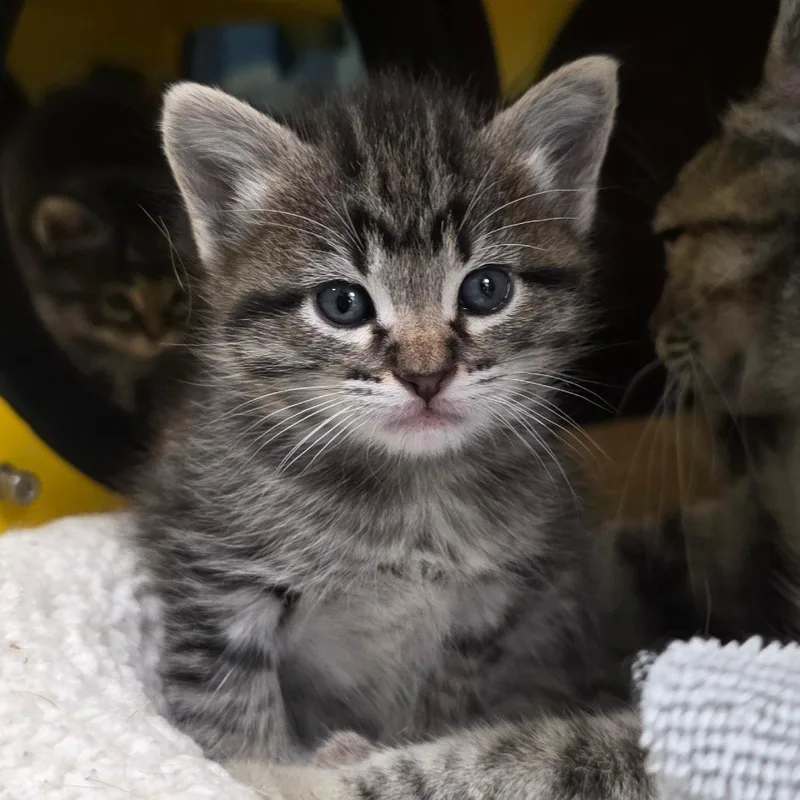 A baby small-sized female Black Domestic Short Hair cat named Orla for adoption in Abilene, TX