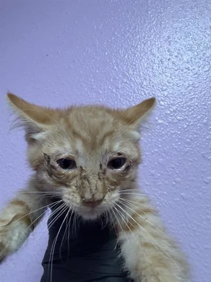 A baby small-sized male Orange / Red Domestic Short Hair cat named Roy for adoption in El Paso, TX