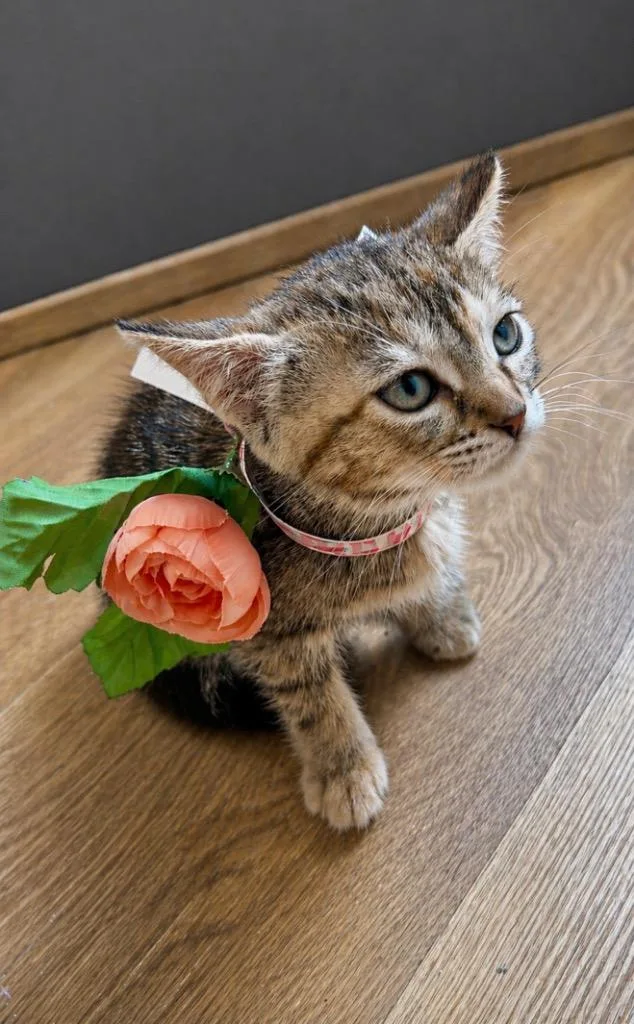 A baby medium-sized female Domestic Short Hair cat named Purris Hilton for adoption in San Antonio, TX