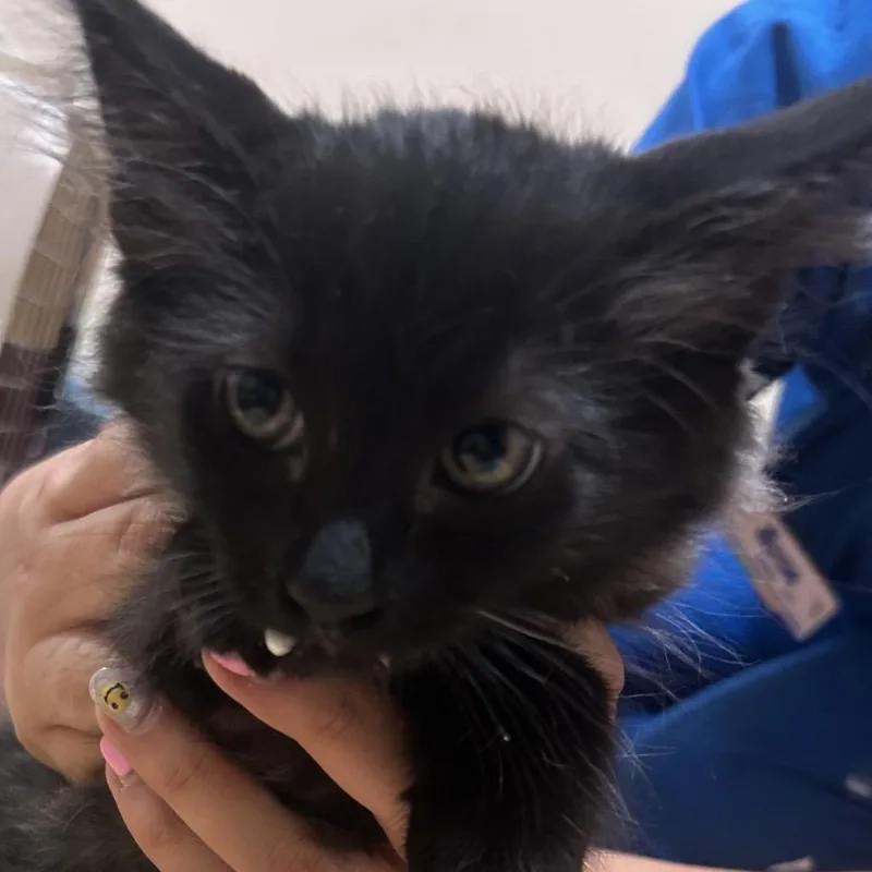 A baby small-sized female Black Domestic Short Hair cat named Cajun for adoption in Santa Barbara, CA
