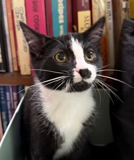 A baby small-sized male Domestic Short Hair cat named Charlie for adoption in Canfield, OH