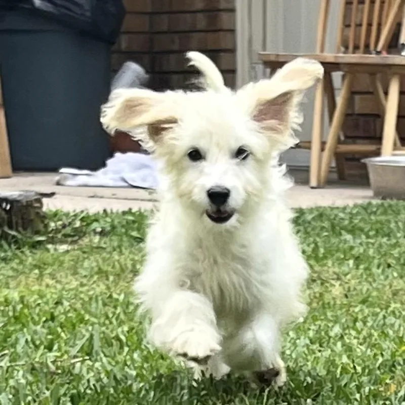 A baby small-sized female White / Cream Maltese dog named Bixie for adoption in Montgomery, TX