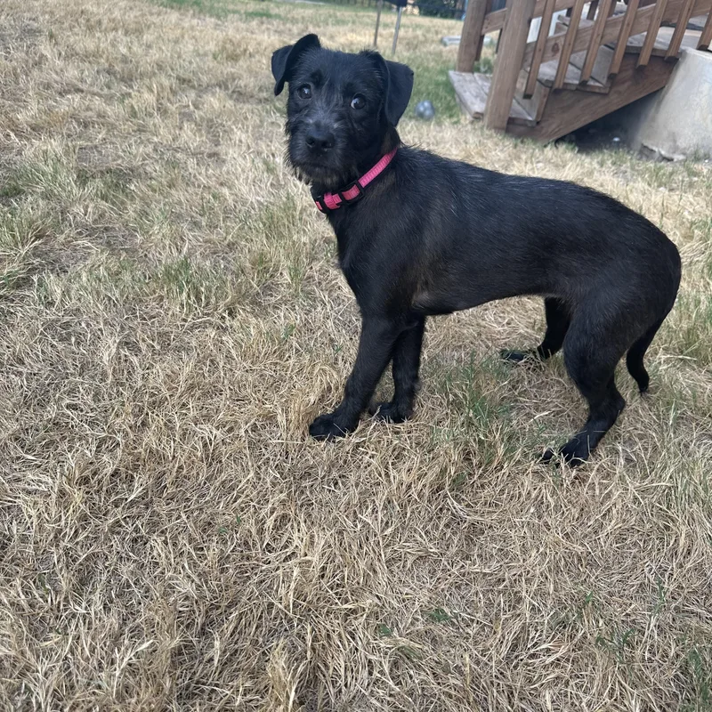 Phoebe