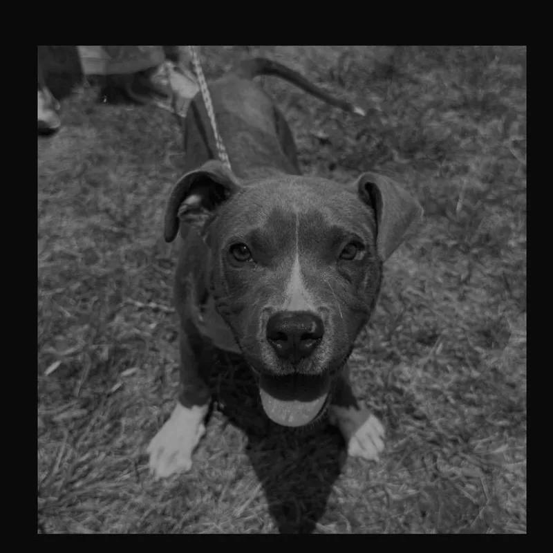 A young medium-sized male American Staffordshire Terrier dog named Axel for adoption in Monson, MA