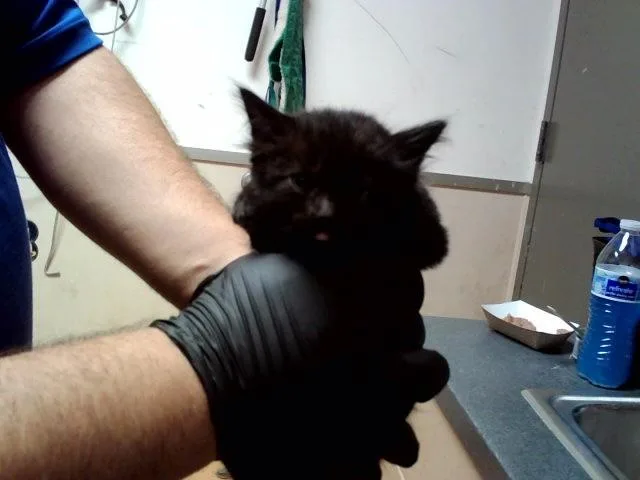 A baby small-sized female Domestic Medium Hair cat named A for adoption in Martinez, CA