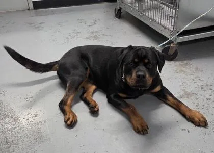 A young large-sized female Rottweiler dog named Saha for adoption in Sacramento, CA