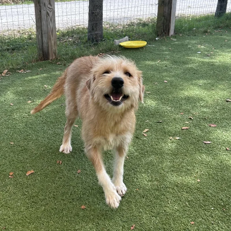 An adult medium-sized female Golden Golden Retriever dog named Fiorela for adoption in LOXAHATCHEE, FL