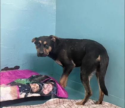An adult medium-sized male Mixed Breed dog named Toro for adoption in Hobart, IN