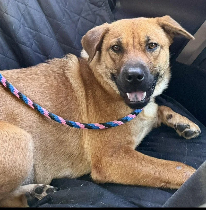A young medium-sized female Shepherd dog named Harper for adoption in Bothell, WA