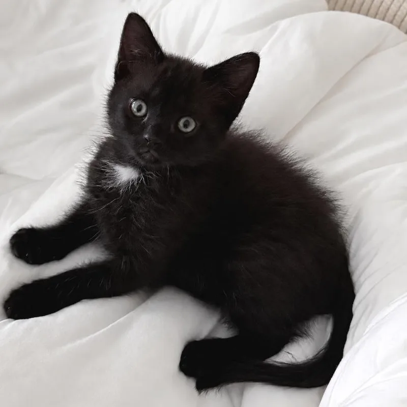 A baby small-sized female Domestic Short Hair cat named Duchess for adoption in Cumming, GA