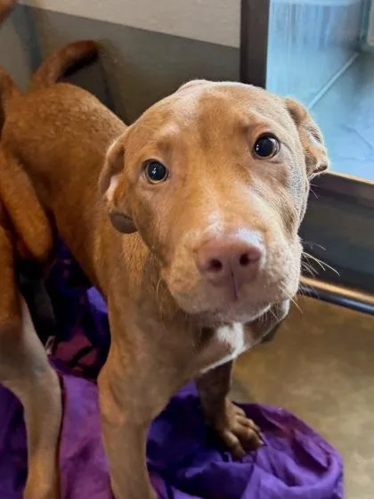 A baby large-sized male Labrador Retriever dog named Rocher for adoption in New Orleans, LA