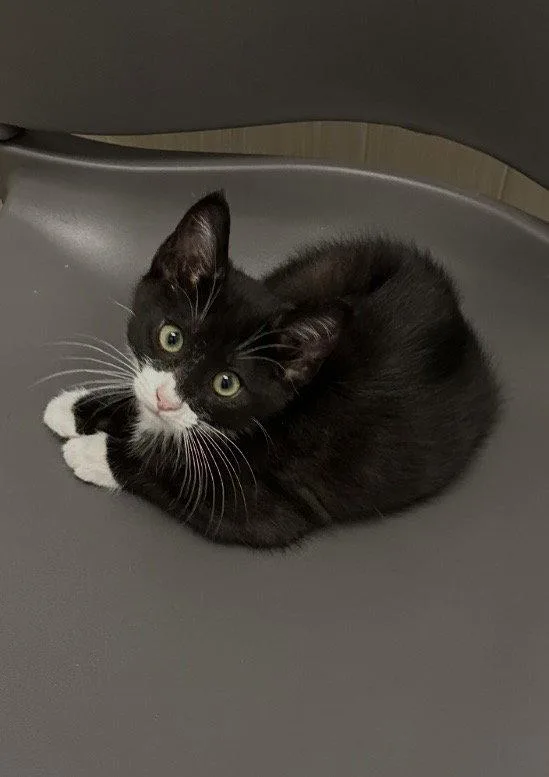 A baby medium-sized male Tuxedo cat named Buckley for adoption in West Hills, CA