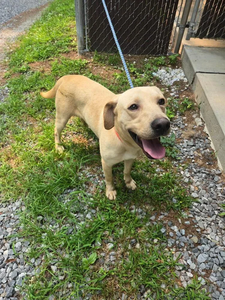 An adult medium-sized male Brown / Chocolate Labrador Retriever dog named Dean for adoption in Irwin, PA