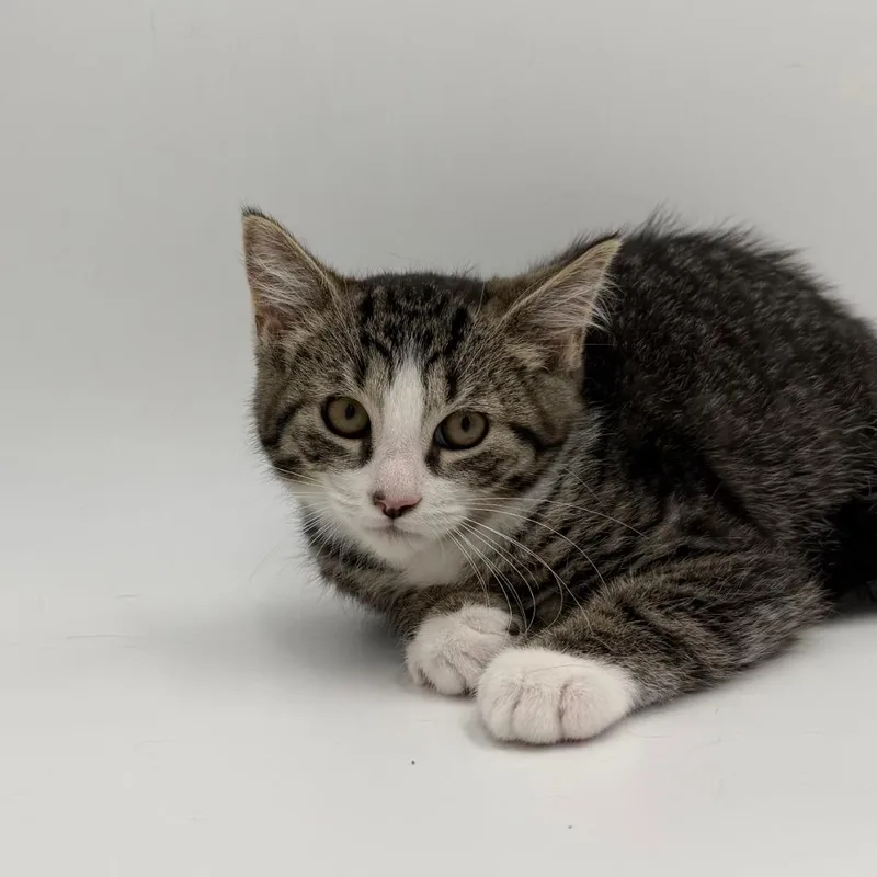 A baby medium-sized male Domestic Short Hair cat named Pizza With Sunglasses for adoption in State College, PA