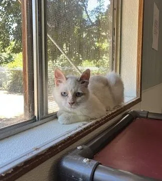 A young small-sized female Siamese cat named Cat for adoption in Parlier, CA