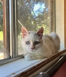 Cat thumbnail 2