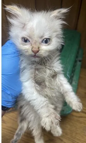 Cat thumbnail 4