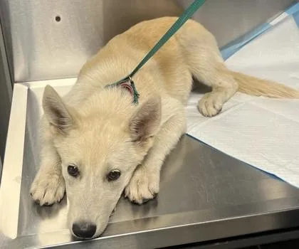 A baby medium-sized female Shepherd dog named Shakira for adoption in Fresno, CA