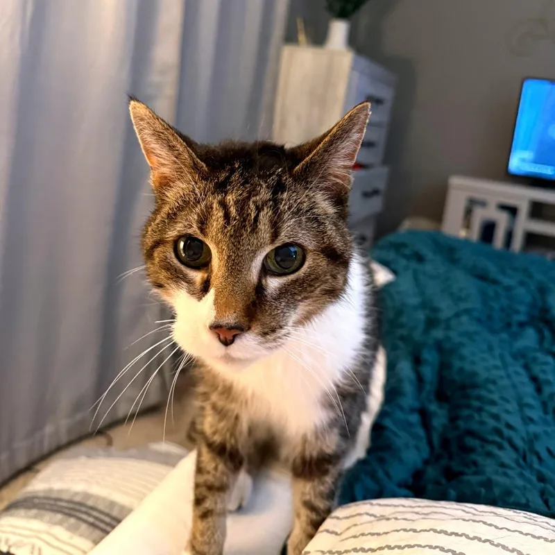 A senior small-sized male Brown / Chocolate Domestic Short Hair cat named Buttercup for adoption in Green Bay, WI