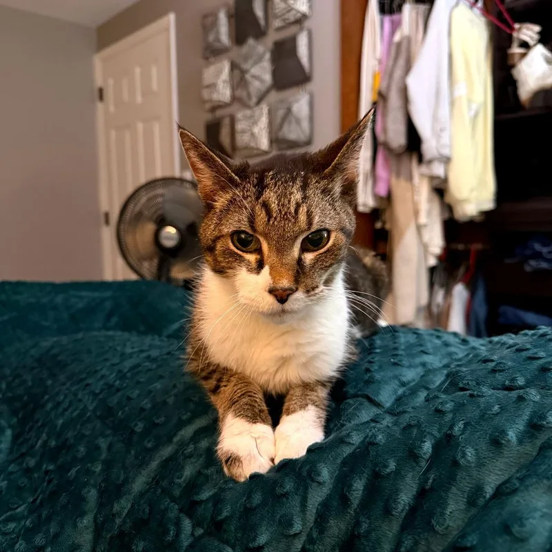 Buttercup thumbnail 4