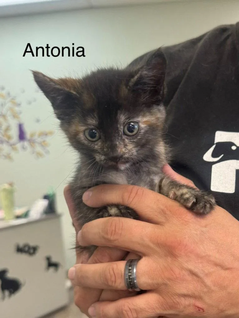 A baby small-sized female Tortoiseshell cat named Antonia for adoption in Saint George, UT