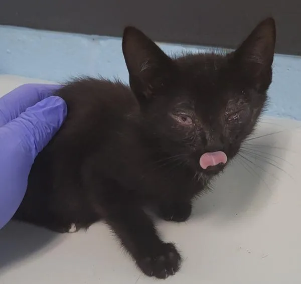 A baby small-sized male Domestic Short Hair cat named Pen for adoption in Lawrenceville, GA