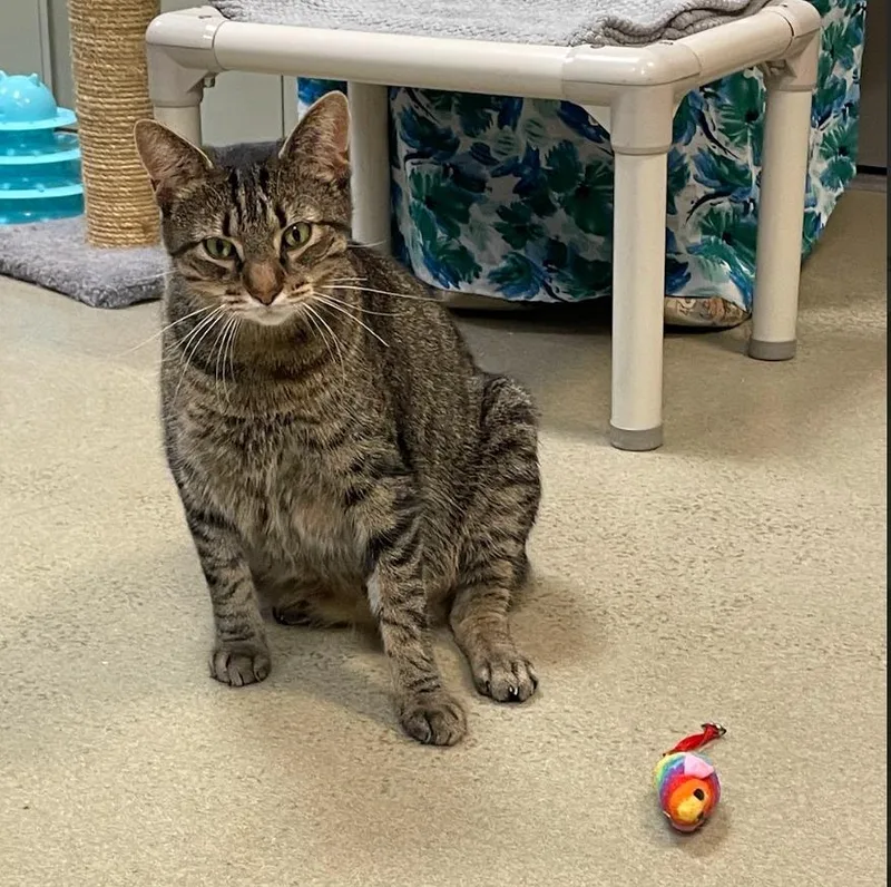 An adult medium-sized male Domestic Short Hair cat named Donnie Pb for adoption in South Bend, IN