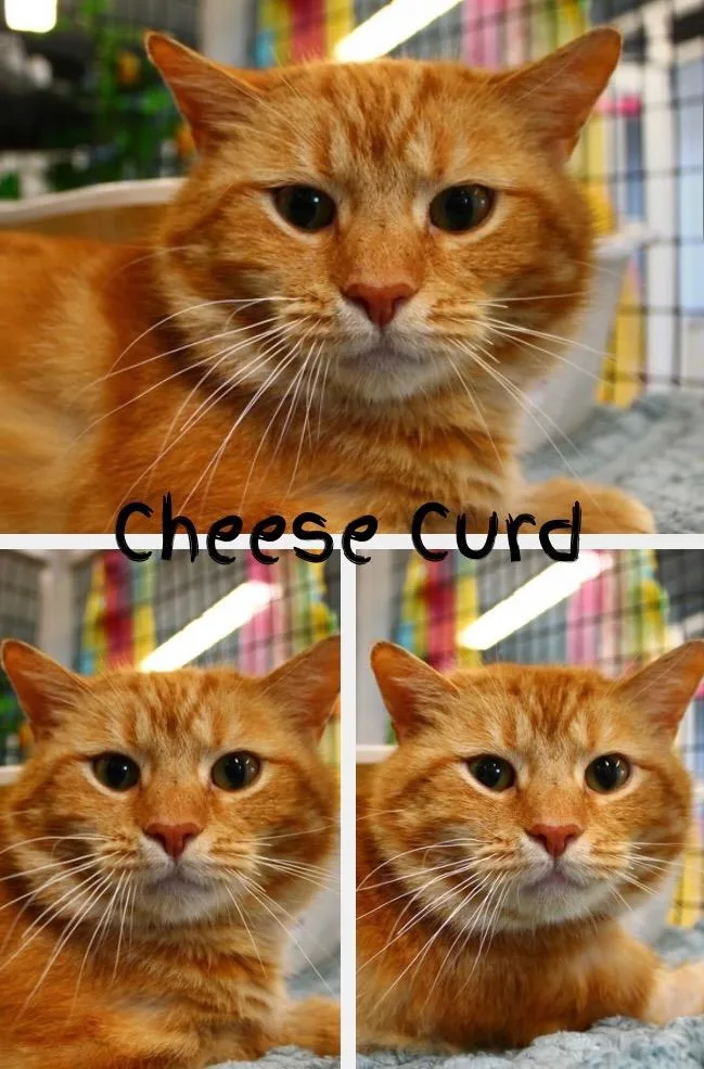 An adult large-sized male Domestic Short Hair cat named Cheese Curd for adoption in Pierceton, IN
