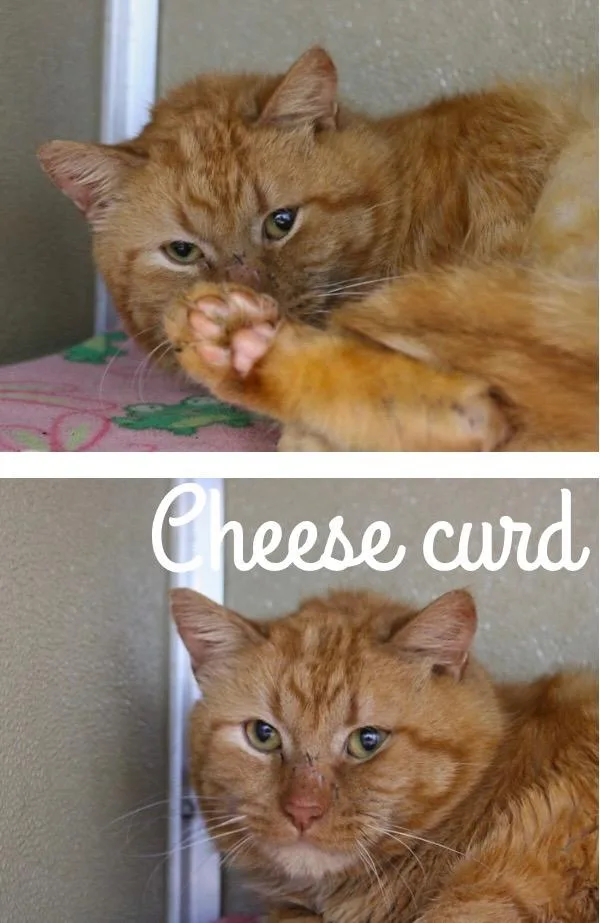 Cheese Curd thumbnail 2