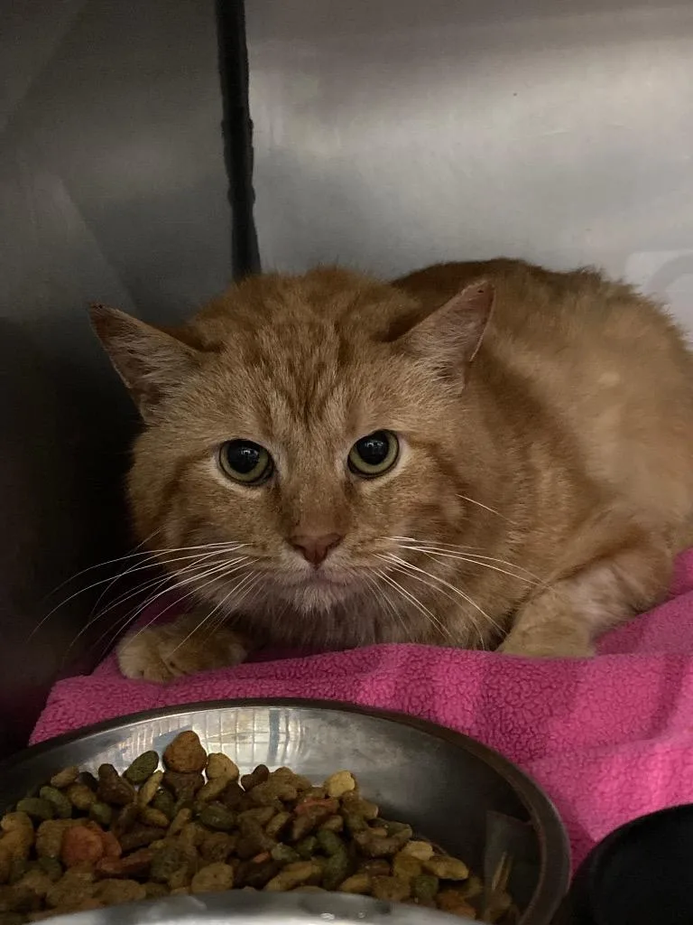 Cheese Curd thumbnail 3