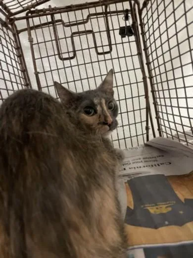 A young medium-sized female Domestic Short Hair cat named Linda for adoption in Van Nuys, CA