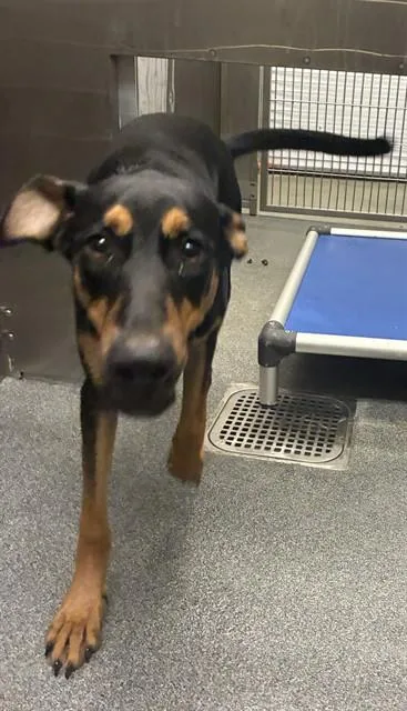 A young medium-sized female Mixed Breed dog named Imone for adoption in Dallas, TX