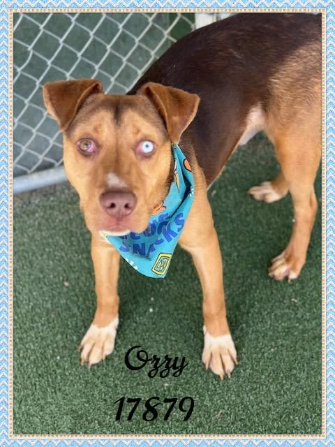 Ozzy thumbnail 2