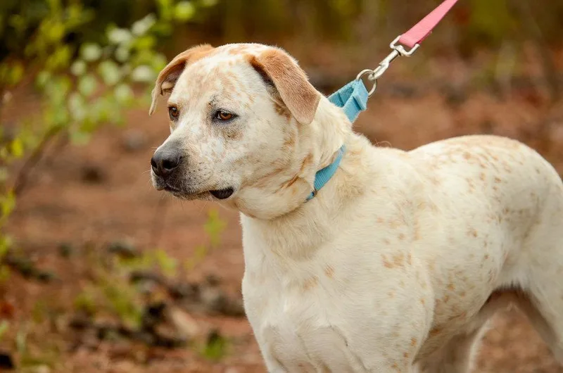 An adult large-sized male Australian Cattle Dog / Blue Heeler dog named Teddy for adoption in Brick, NJ