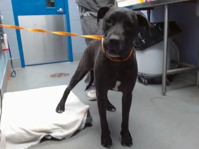 An adult small-sized male Mastiff dog named Bane for adoption in Albuquerque, NM