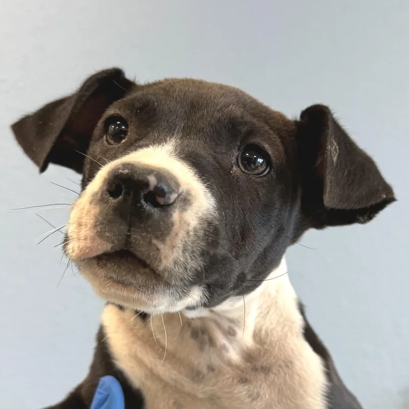 A baby small-sized female Black Mixed Breed dog named Ladybug for adoption in Las Cruces, NM