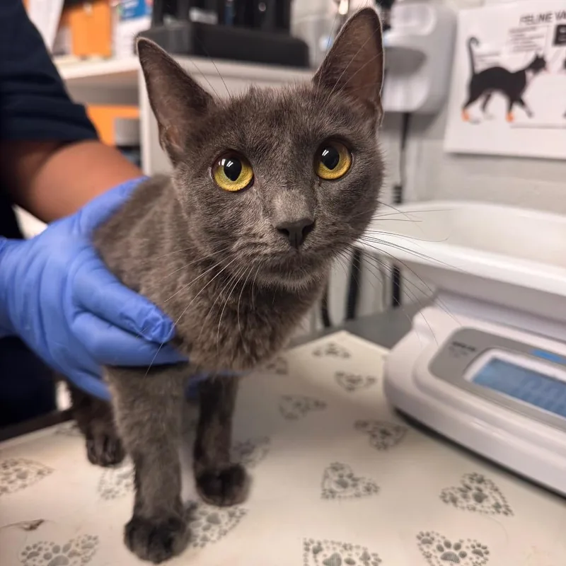 An adult medium-sized female Gray / Blue / Silver Domestic Short Hair cat named Rita for adoption in Birdsboro, PA