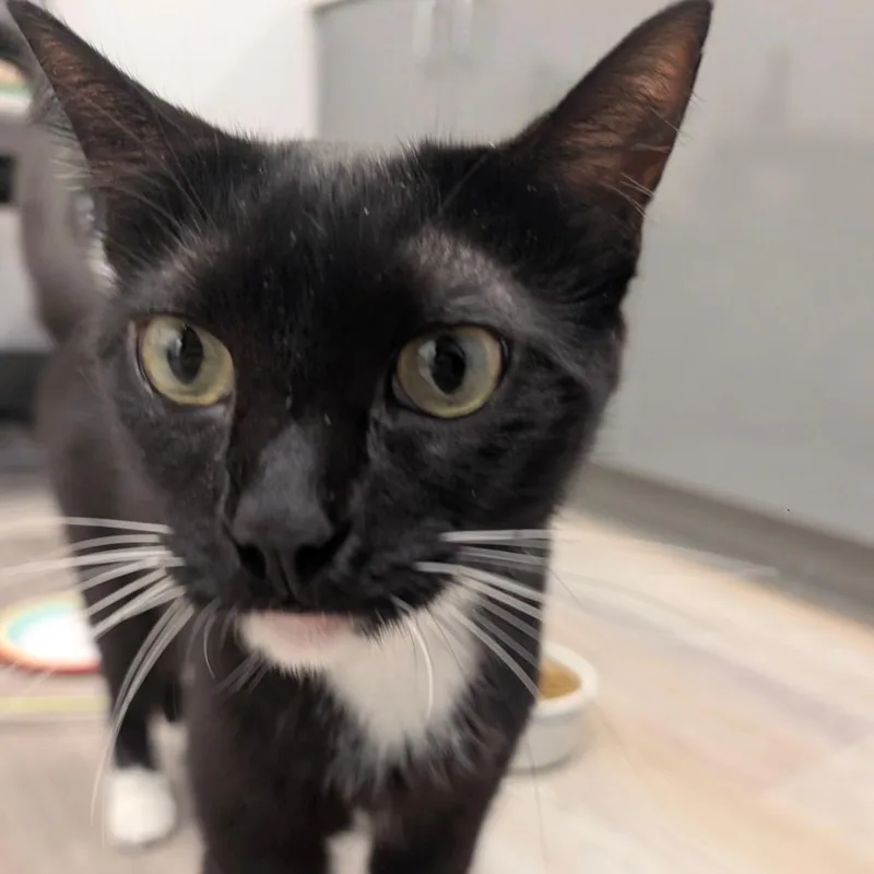 A young large-sized male Black Domestic Short Hair cat named Hollywoodcity Of Industry Location for adoption in Chino Hills, CA