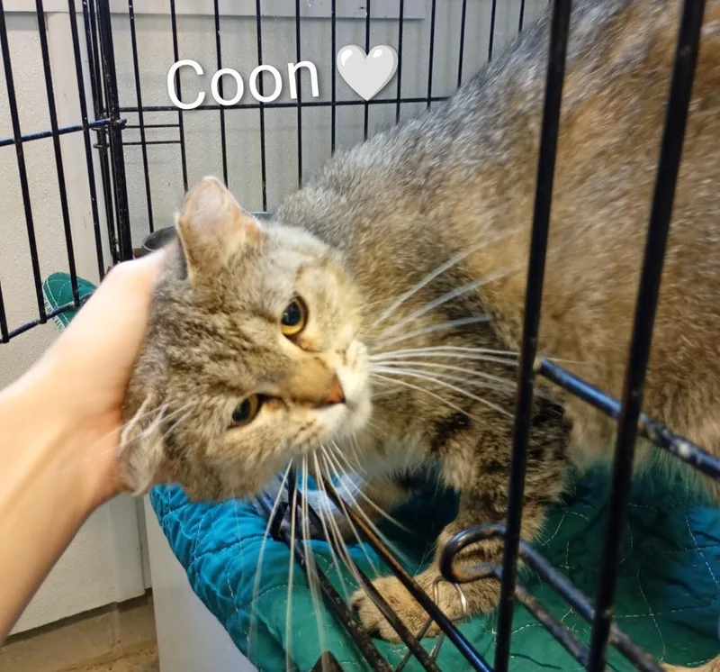 An adult medium-sized female Domestic Short Hair cat named Coon for adoption in Saint James, MN