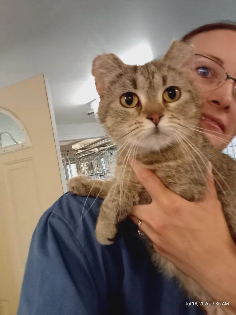 Coon thumbnail 2