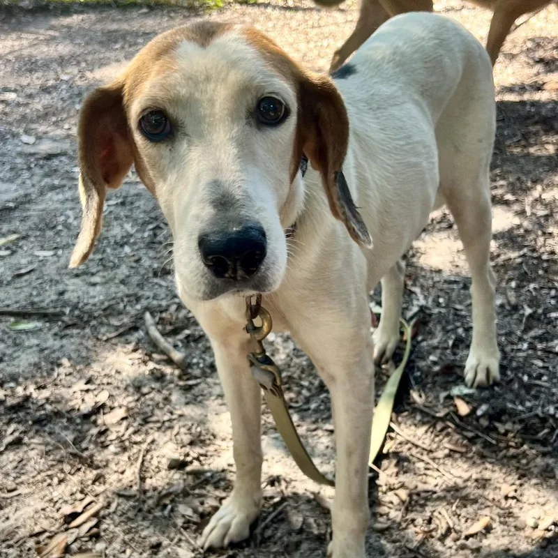 A senior medium-sized female Hound dog named Dorris for adoption in Summerville, SC