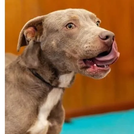 An adult medium-sized male Gray / Blue / Silver Mixed Breed dog named Ross for adoption in QUINCY, FL