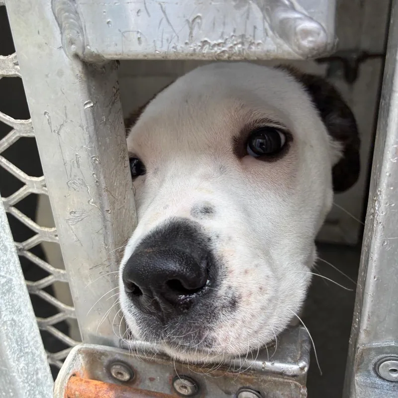 A baby small-sized male White / Cream Pit Bull Terrier dog named Summit for adoption in Greensboro, NC