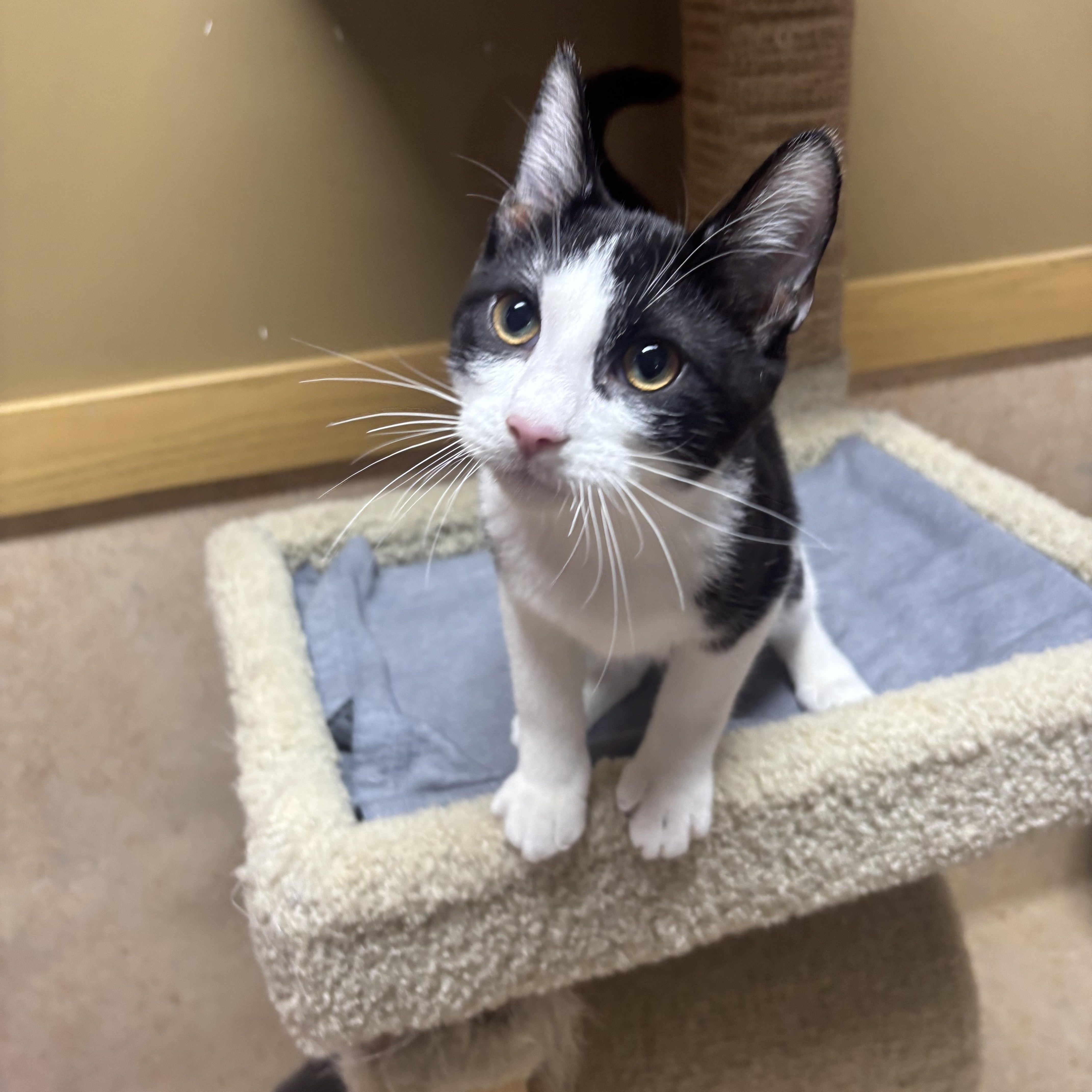 A young medium-sized male Black & White / Tuxedo Domestic Short Hair cat named Bolt for adoption in Oswego, IL