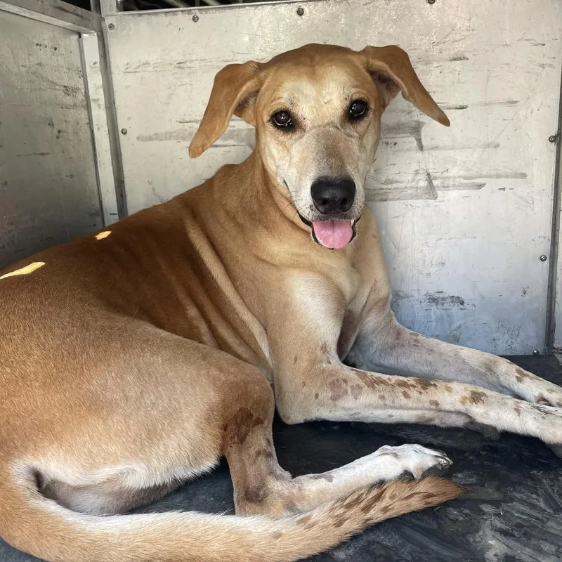 An adult large-sized female Brown / Chocolate Shepherd dog named Bronti for adoption in Edinburg, TX
