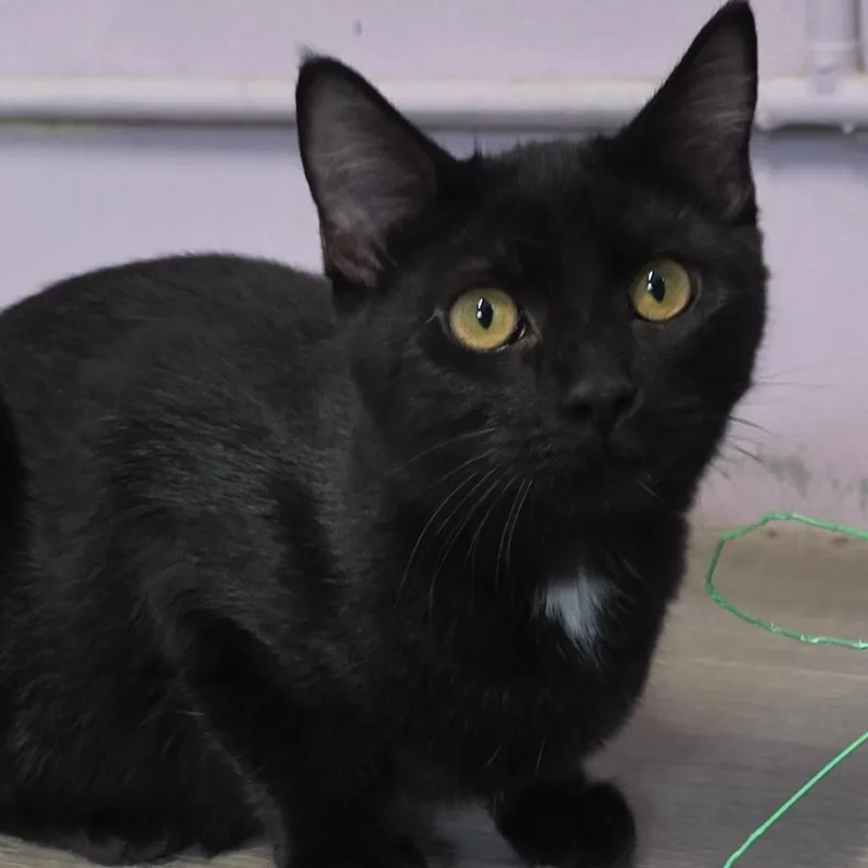A young medium-sized female Black Domestic Short Hair cat named Miranda Bailey for adoption in Grinnell, IA