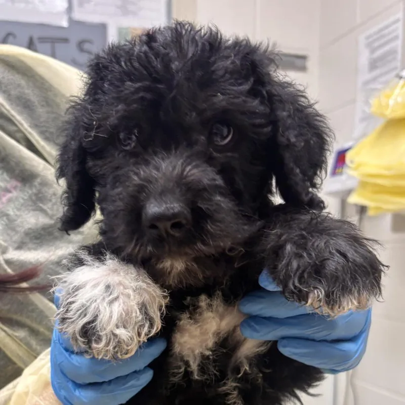 A baby small-sized male Mixed Breed dog named Floof for adoption in Murray, UT
