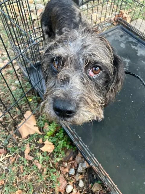 A young small-sized male Mixed Breed dog named Milo for adoption in Dallas, TX