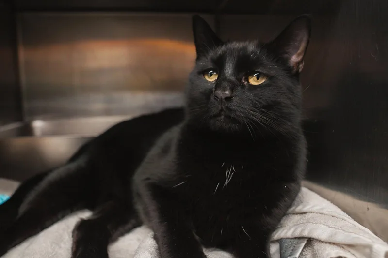 An adult medium-sized male Black Domestic Short Hair cat named Craisin for adoption in Herndon, VA